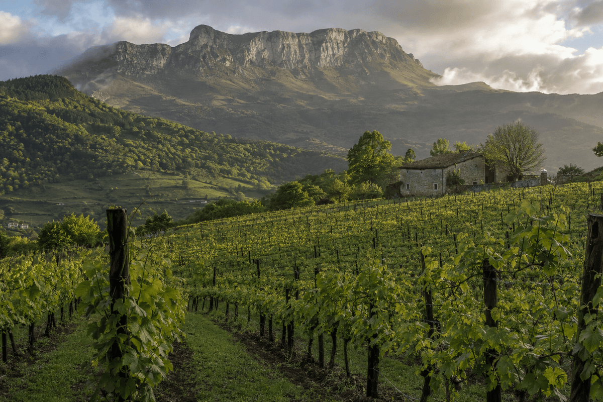 Arabako Txakolina El vino atlántico que renació en el corazón verde de Álava - Bergonda Gourmet